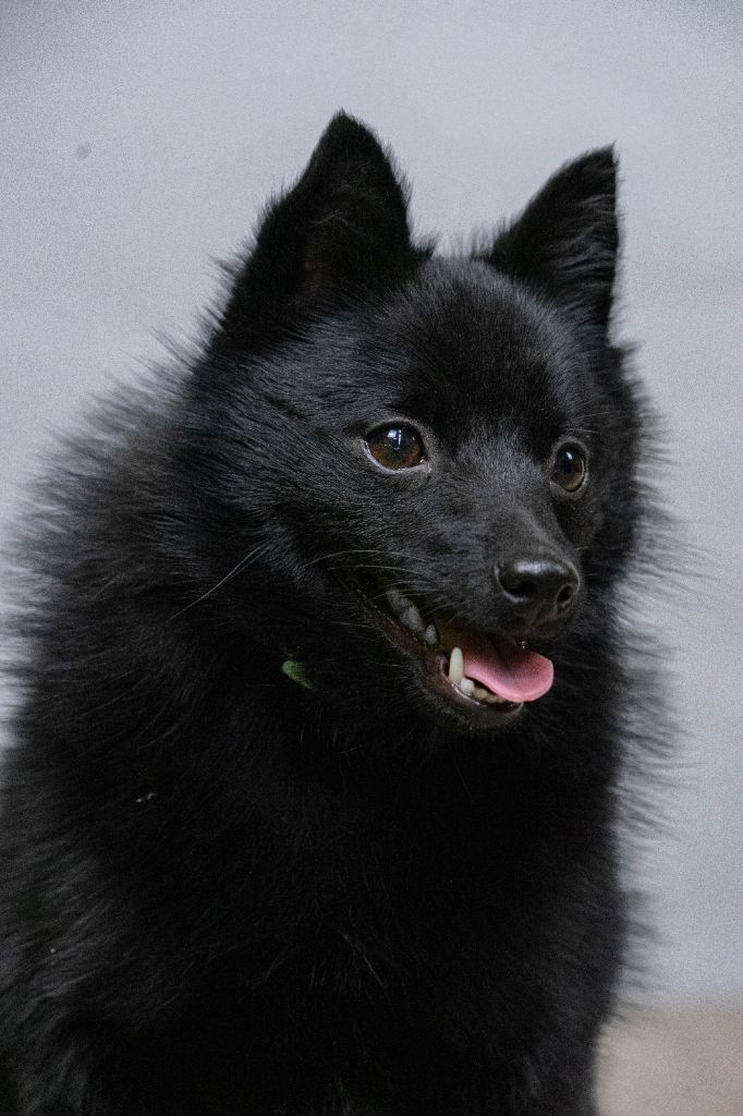 Les Schipperke de l'affixe Des Charbonnay D'Artois