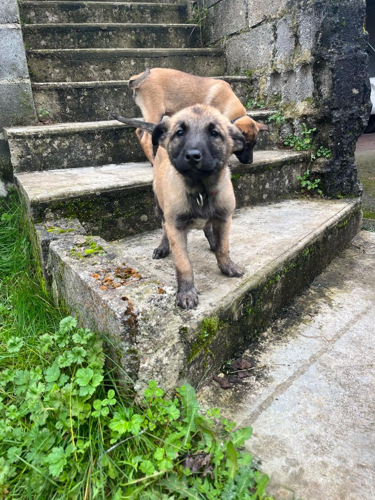 Des Charbonnay D'Artois - Chiot disponible  - Berger Belge