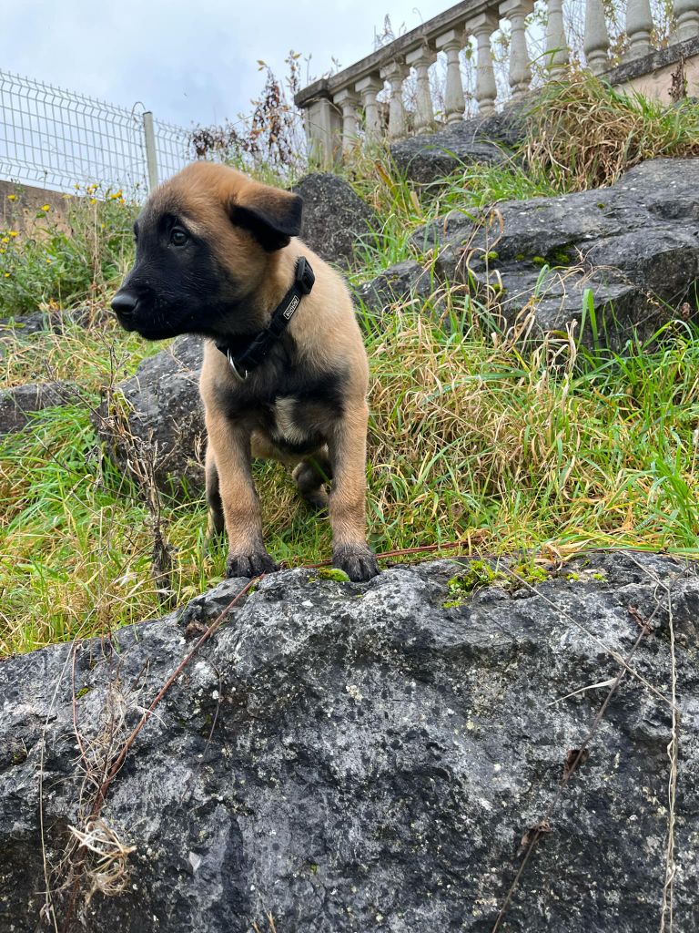 Des Charbonnay D'Artois - Chiot disponible  - Berger Belge