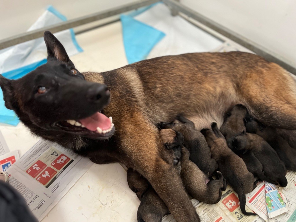 Chiots disponibles ! 