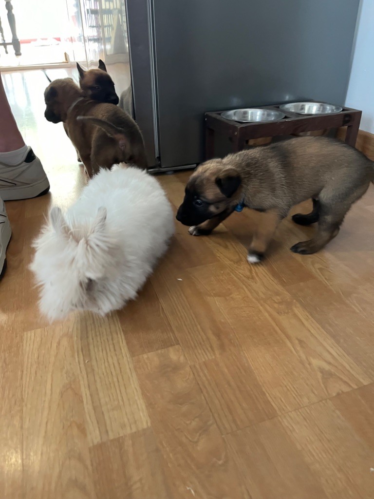 Chiot Berger Belge Des Charbonnay D'Artois