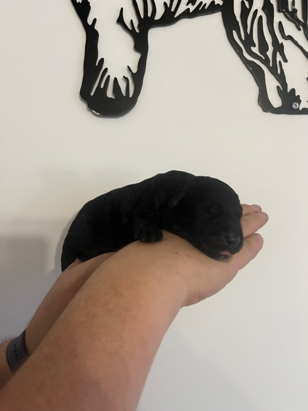 Des Charbonnay D'Artois - Chiots disponibles - Bouvier des Flandres