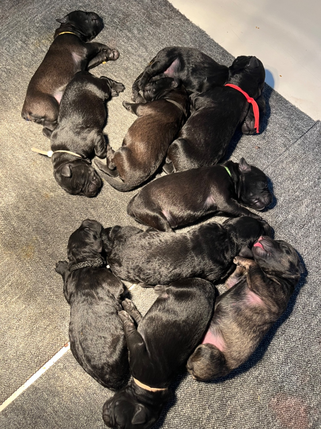 Chiot Bouvier des Flandres Des Charbonnay D'Artois