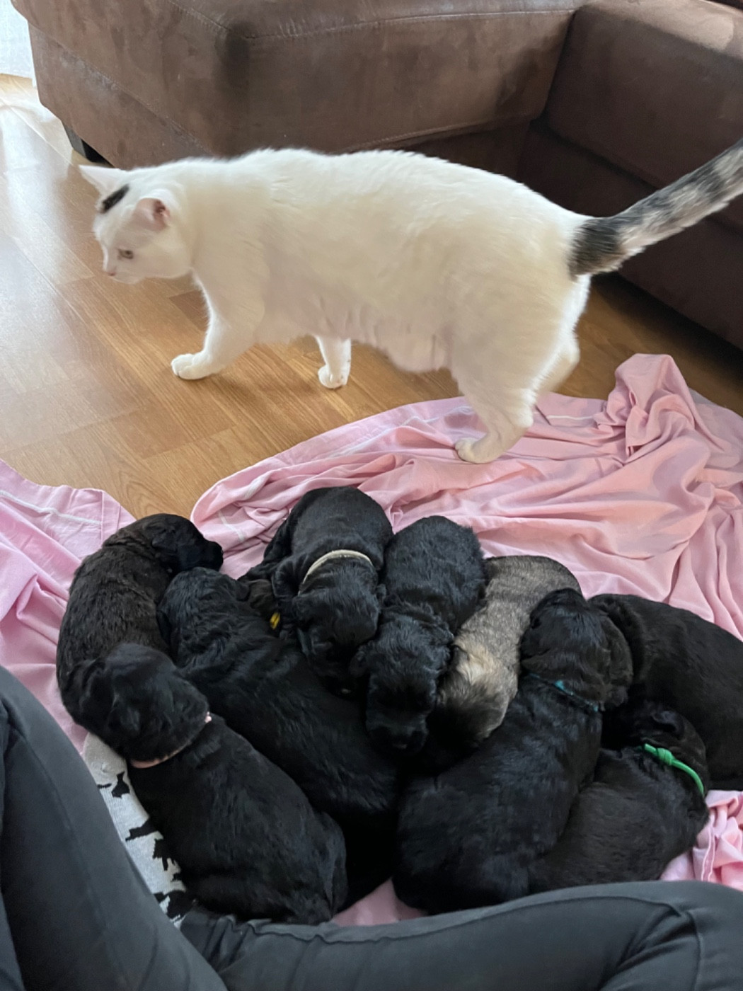 Chiot Bouvier des Flandres Des Charbonnay D'Artois