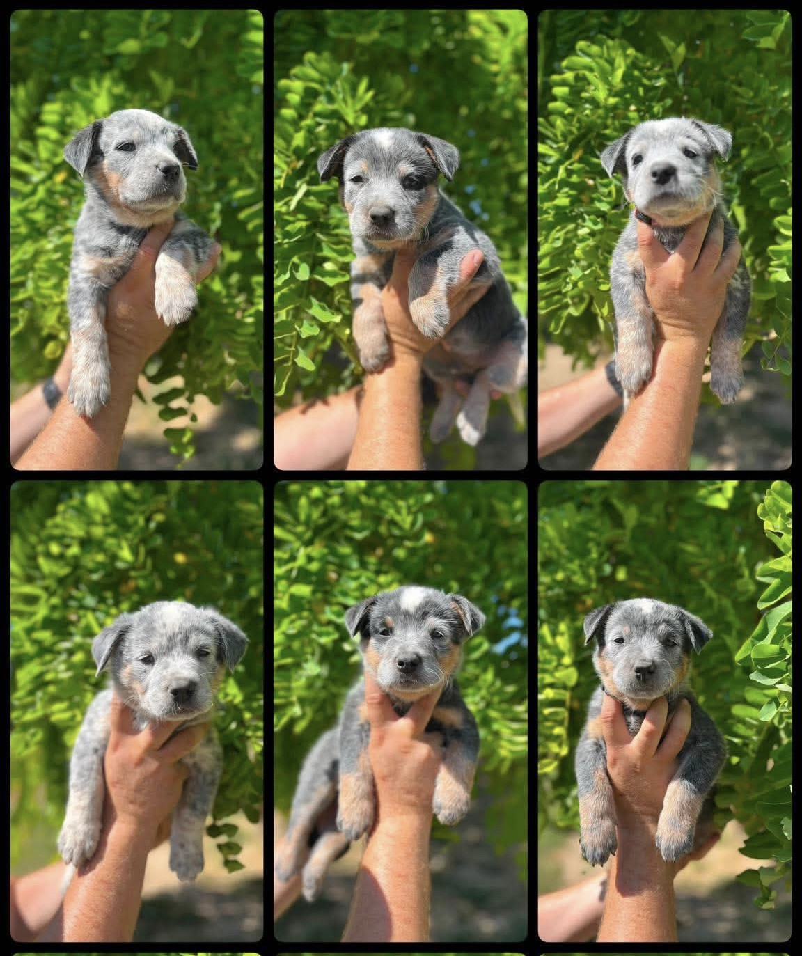 Chiot Bouvier australien Des Charbonnay D'Artois