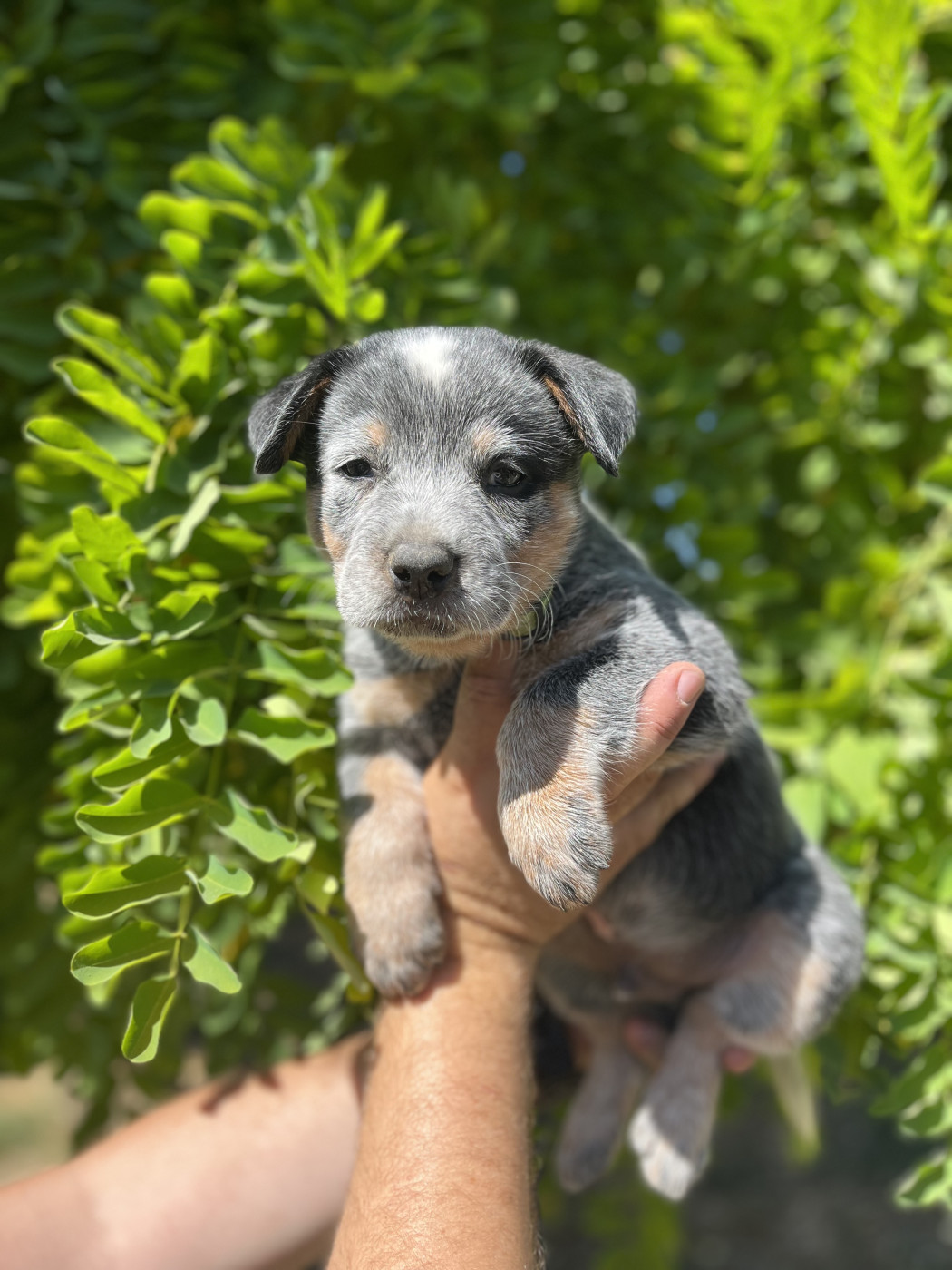 Des Charbonnay D'Artois - Chiots disponibles - Bouvier australien