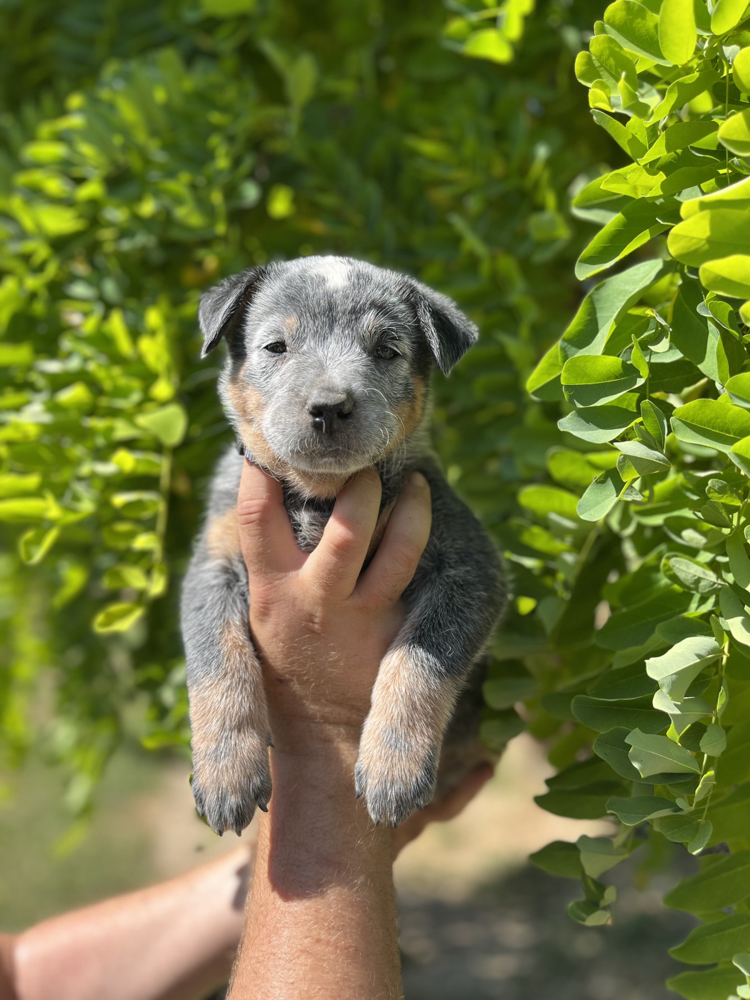 Des Charbonnay D'Artois - Chiots disponibles - Bouvier australien