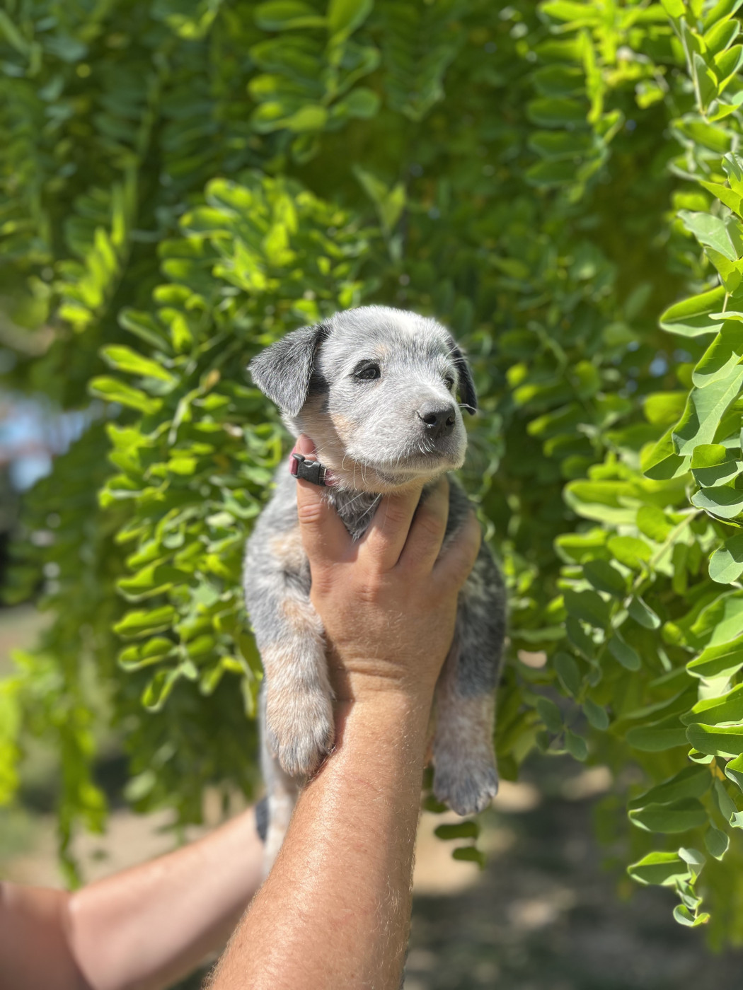 Des Charbonnay D'Artois - Chiots disponibles - Bouvier australien