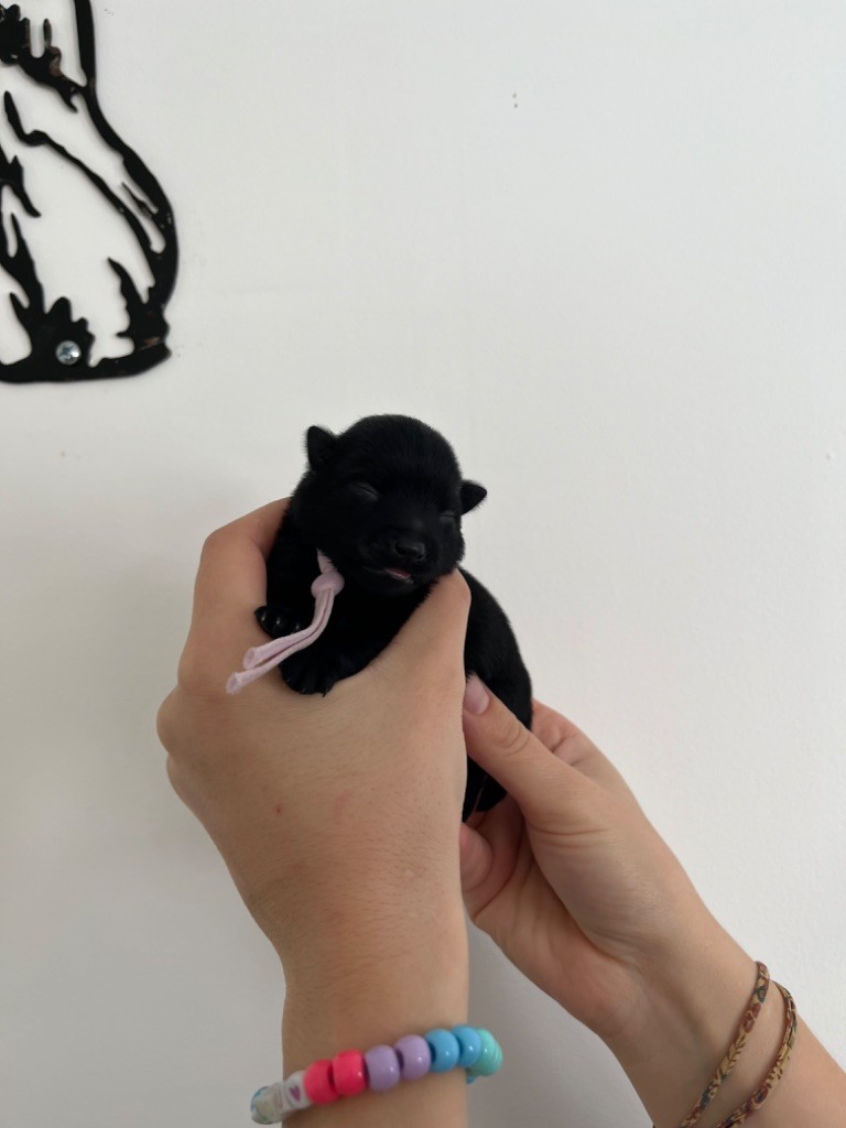 Des Charbonnay D'Artois - Chiots disponibles - Schipperke