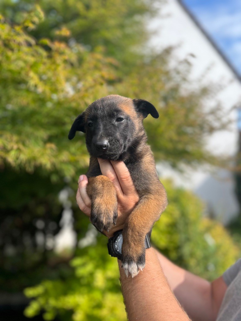 Des Charbonnay D'Artois - Chiots disponibles - Berger Belge