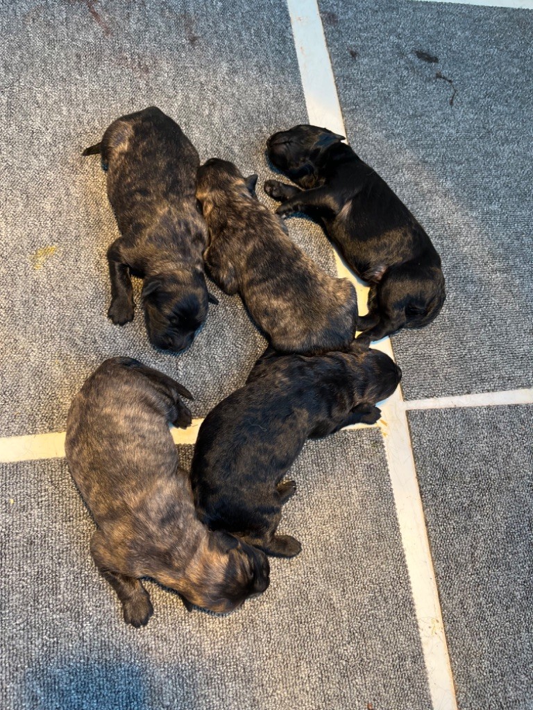Des Charbonnay D'Artois - Bouvier des Flandres - Portée née le 16/01/2025