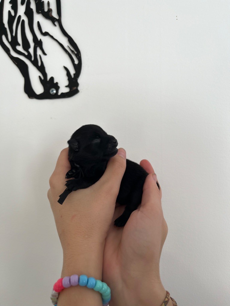 Des Charbonnay D'Artois - Chiots disponibles - Schipperke
