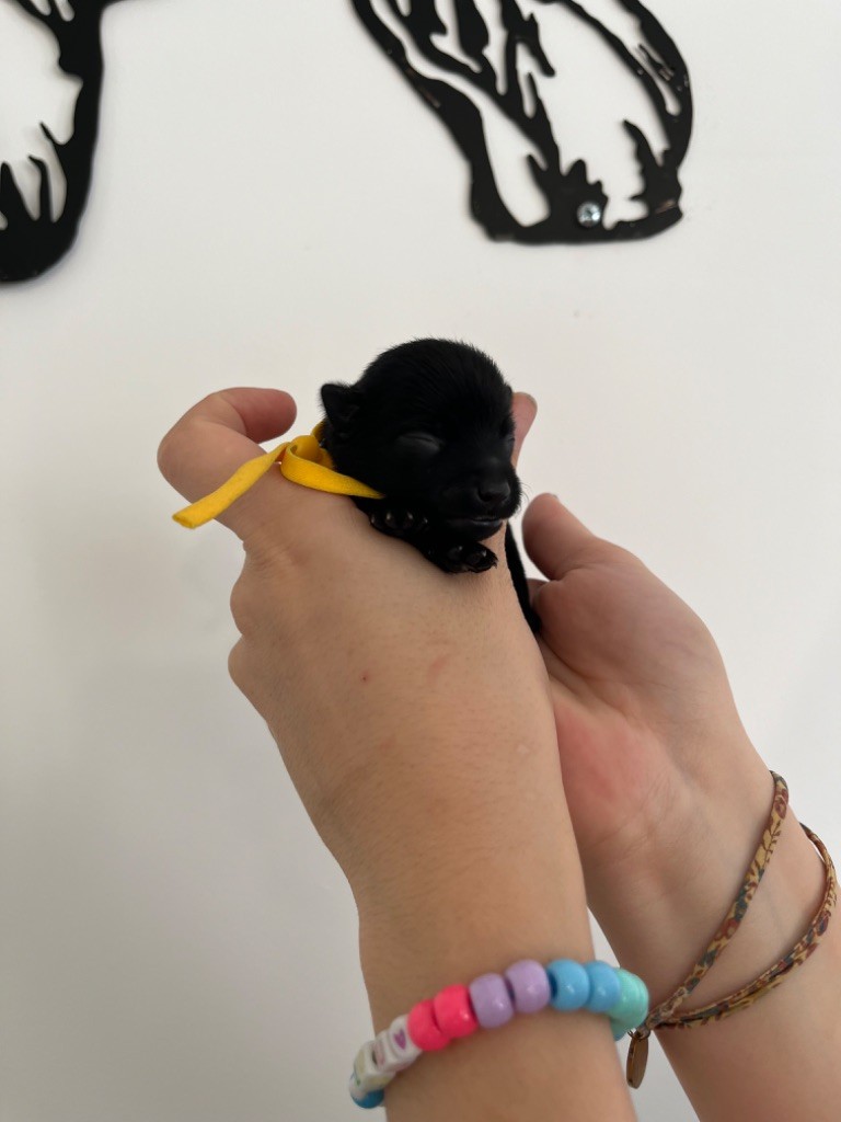 Des Charbonnay D'Artois - Chiots disponibles - Schipperke