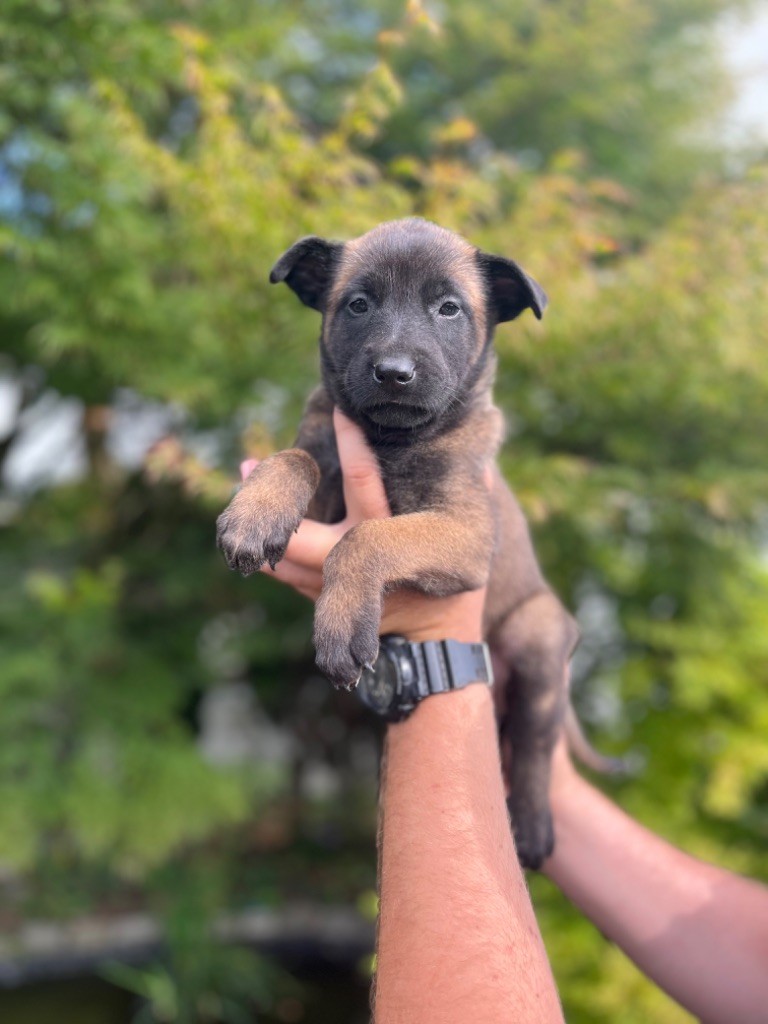 Des Charbonnay D'Artois - Chiots disponibles - Berger Belge