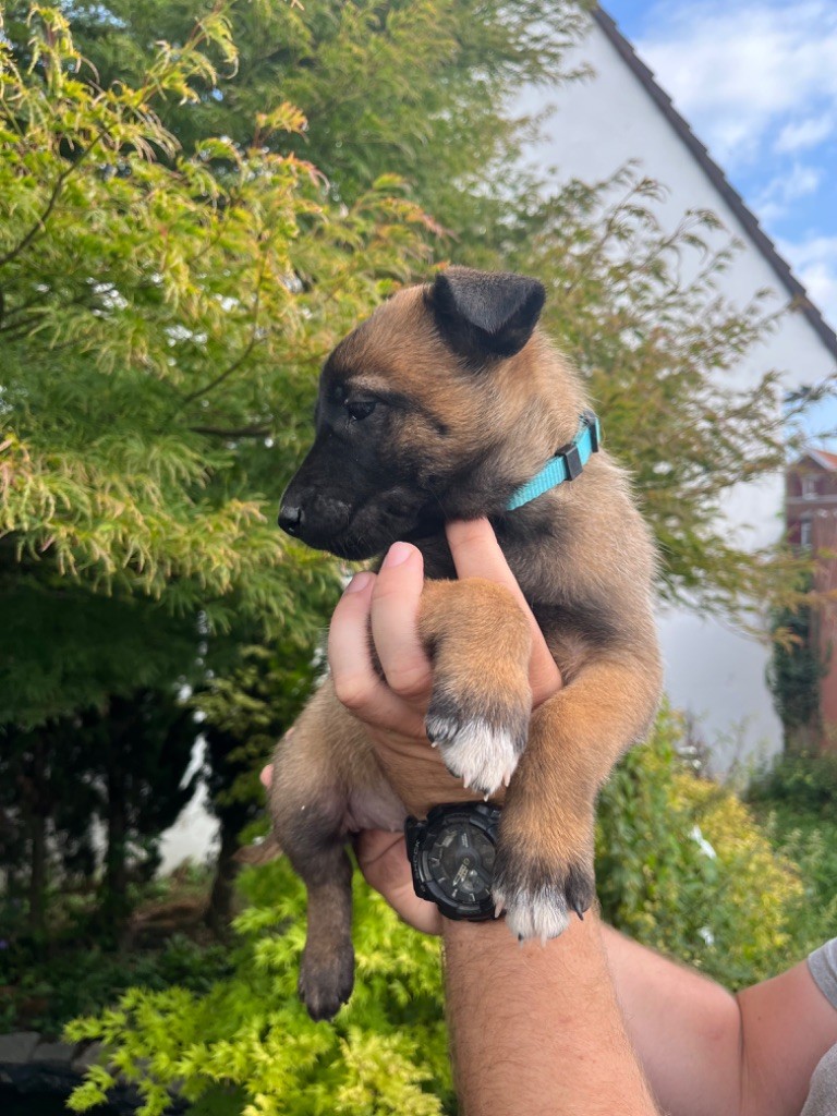 Des Charbonnay D'Artois - Chiots disponibles - Berger Belge