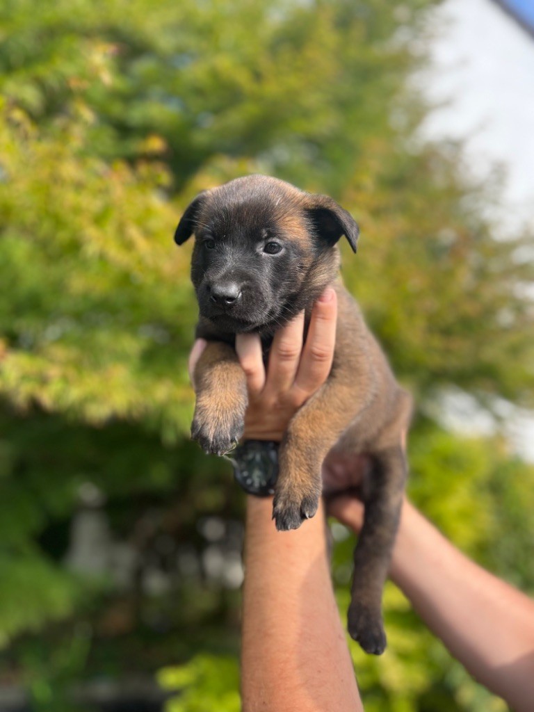 Des Charbonnay D'Artois - Chiots disponibles - Berger Belge