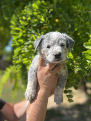Chiot N°4