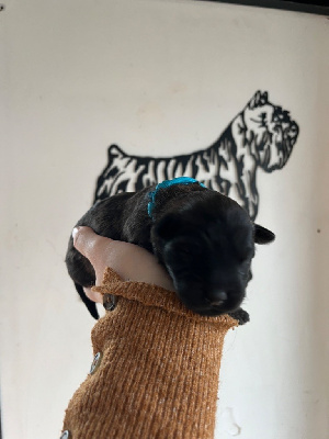 CHIOT