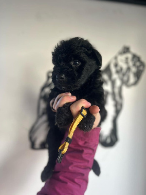 CHIOT 8