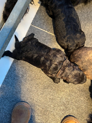 CHIOT
