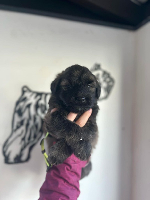 CHIOT 6