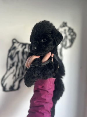 V'lily