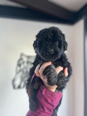 CHIOT 3