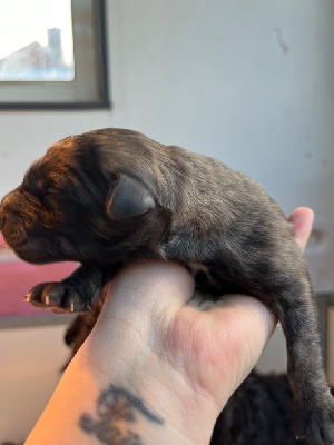 CHIOT