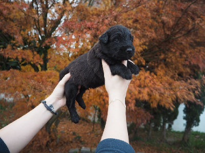 CHIOT 1
