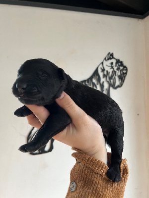 CHIOT