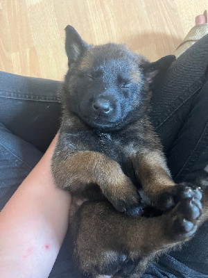 CHIOT 5