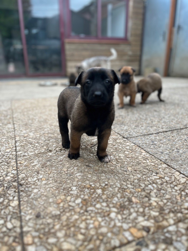 Des Charbonnay D'Artois - Chiots disponibles - Berger Belge