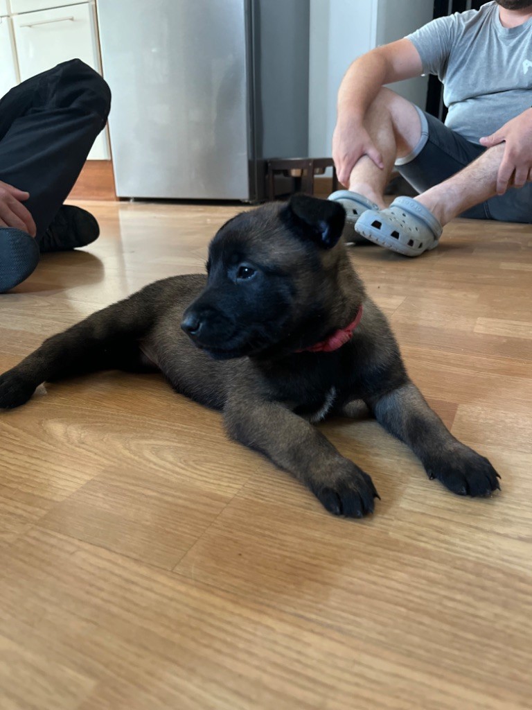 Des Charbonnay D'Artois - Chiots disponibles - Berger Belge