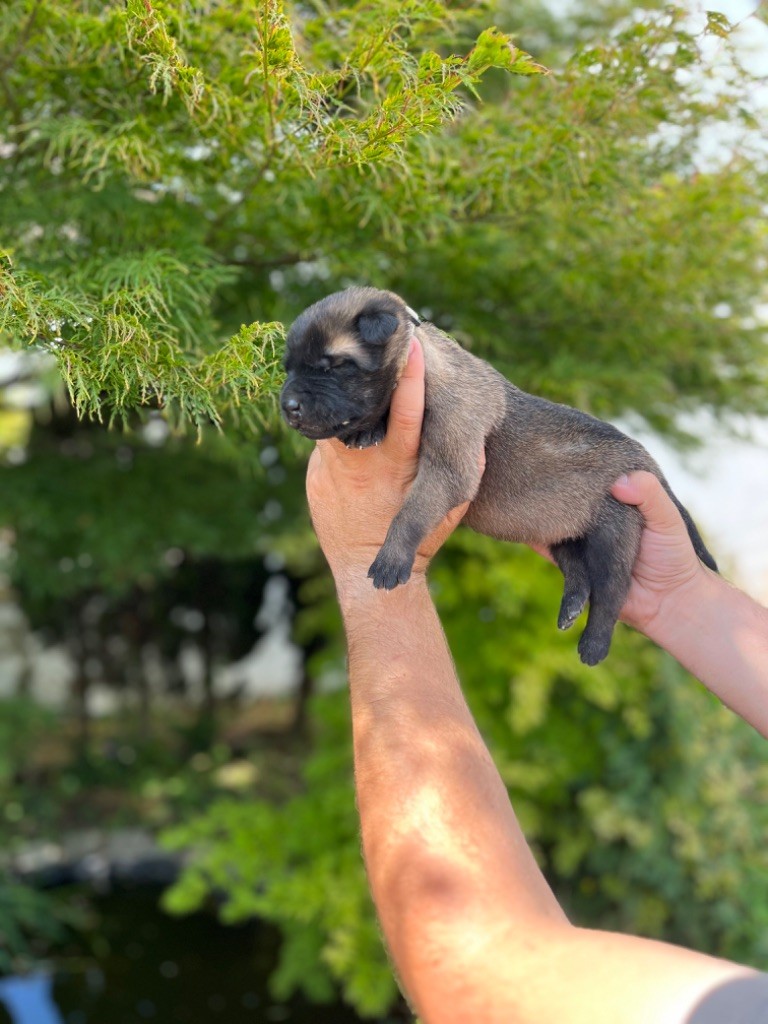 Des Charbonnay D'Artois - Chiots disponibles - Berger Belge