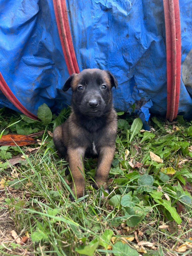 Des Charbonnay D'Artois - Chiots disponibles - Berger Belge
