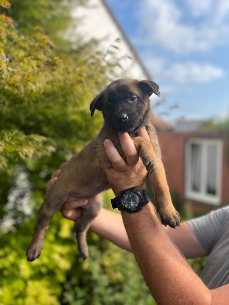 Des Charbonnay D'Artois - Chiots disponibles - Berger Belge